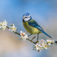 Blue Tit on Blackthorn