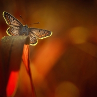 Butterfly in the light