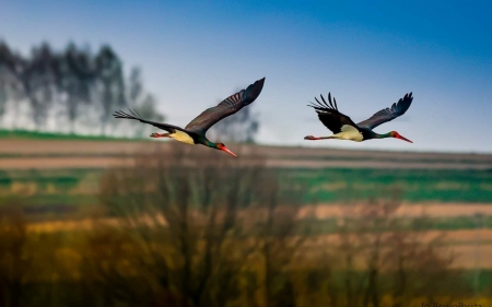 Black Storks - birds, storks, fields, flight