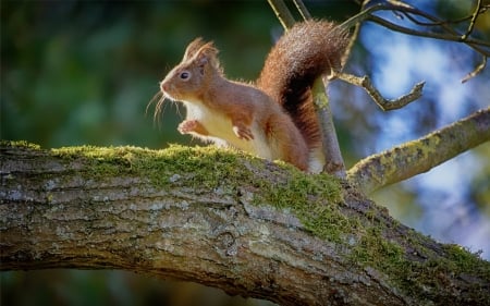 Squirrel - moss, fur, squirrel, tree