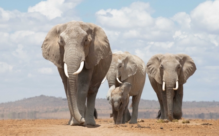 Elephants - clouds, elephants, Africa, animals