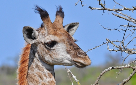 Giraffe - large, animal, nature, giraffe