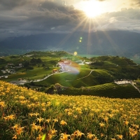 Hills and flower fields