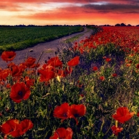 Sunset Over Poppy Field