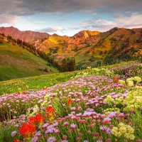 Summer magic at Alta, Utah