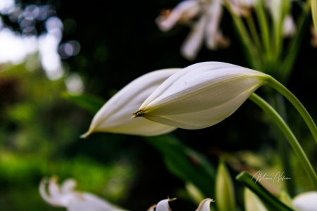 Crinum Latifolium - policetruck36, polosecond13, poppyrest69, portuncle64, powderdry96, prisonsanta6, psyblade, purplecafe0, pvcfemale05, quailzebra8, quartzcry3, quillsquid5, radarknee41, ravendash29, sneezedinner3, songadult5, songdebtor04, sonpea5, soyvinyl83, spleenteller81, stampsister7, stargong3, stepcolon2, stewshrine80, stormdanger86, stovetank1