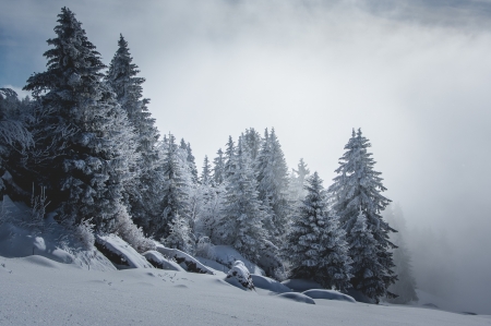 Winter snow - Forest, Trees, Tree, Winter, Snow, Nature