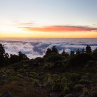 Field of Tajinaste Rosado above the Clouds of La Palma, Canary Islands