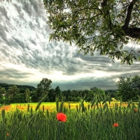 poppy field