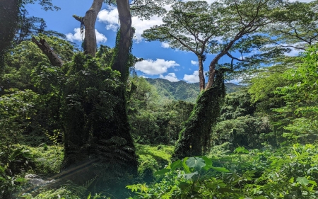 Honolulu Watershed Forest Reserve - clouds, usa, trees, hawaii, sky