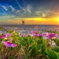 Beach Morning Glory Flower at Sunrise