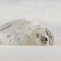 Harp Seal Jones Beach Long Island