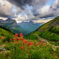 Indian Paintbrush over Glacier National Park
