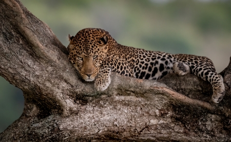 Leopard in a Tree - leopard, animal, tree, cat