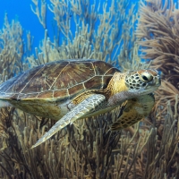Green Sea Turtle
