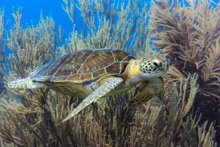 Green Sea Turtle - turtle, sea, reptile, nature