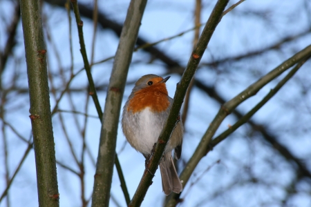 The Proudest Robin - proud, nature, robin, bird