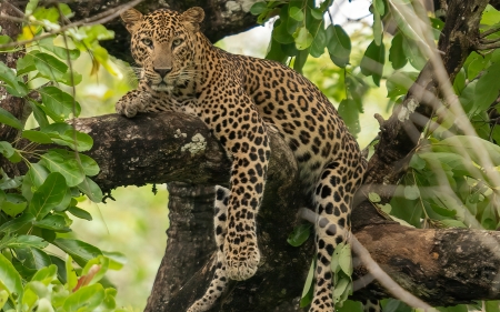 Leopard - leopard, animal, tree, cat