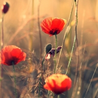 Poppies