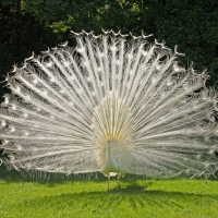 White Peacock Showing Off