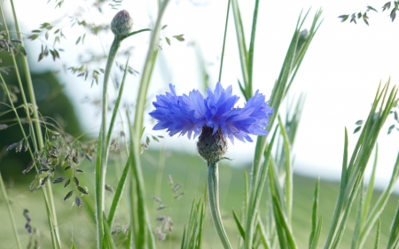 Cornflower - macro, cornflower, flower, blue