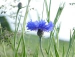 Cornflower