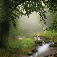 Forest Stream in Spain