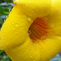 big flower in Honduras