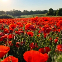 Poppy Field