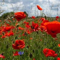 Poppy Meadow