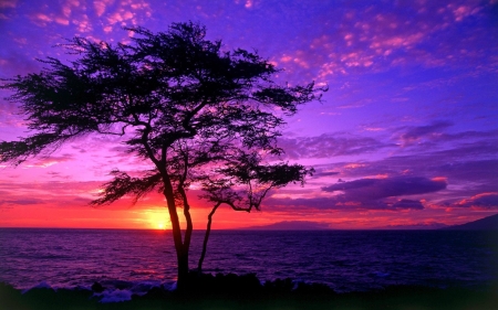 Purple sunset - calm, water, photography, sea, beauty, sunsets, ocean, tree, purple, nature, landscapes