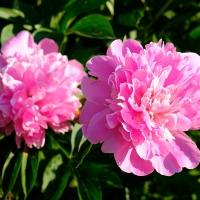 Peonies