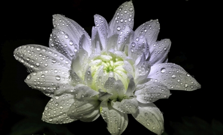 Diamond - chrysanthemum, white, flower, dew