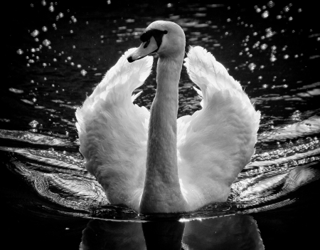 Swan - black, white, swan, bird