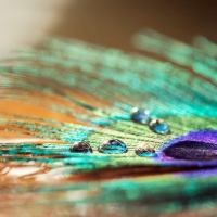 Peacock feather