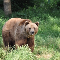 Brown Bear