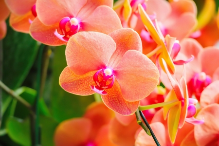 Moth orchids - garden, beautiful, flowers, orchids, orange