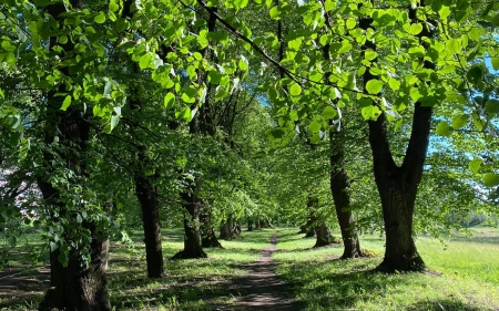 Linden Avenue - Latvia, path, lindens, avenue, trees