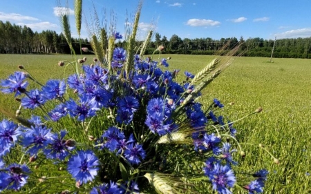 Cornflower Bouquet - Latvia, field, cornflowers, bouquet