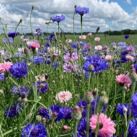 Cornflower Meadow