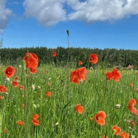 Poppy Meadow