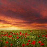 Poppy Field Sunset