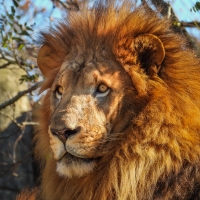 African Lion