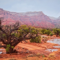 Cedar-lined wash in Southern Utah