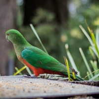 King Parrot