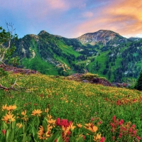 Mount Baldy Sunset and Wildflowers - Alta, Utah