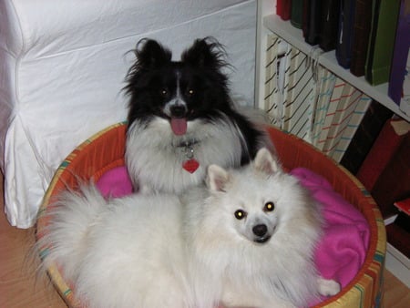 Loving brothers - dogs, nature, spitz, animals