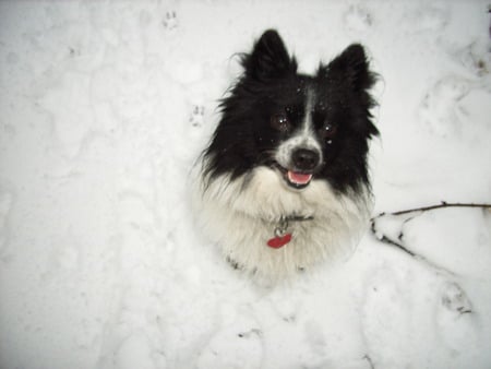 Love this snow! - snow, spitz, winter, nature