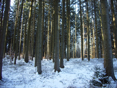 Peace and beauty - nature, forest, snow, photography, winter