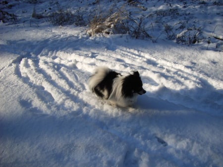 Running is great - snow, spitz, winter, nature